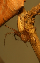 Oxyopes hindostanicus