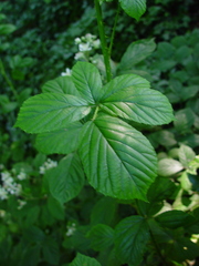 Rubus newbouldii