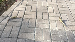 Leiocephalus psammodromus