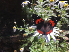 Vanessa vulcania