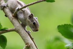 Funambulus pennantii