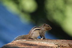 Funambulus tristriatus