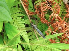 Orthetrum triangulare