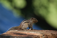 Funambulus tristriatus