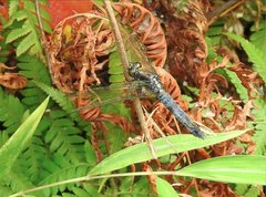 Orthetrum triangulare