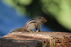 Funambulus tristriatus