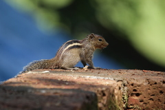 Funambulus tristriatus