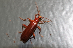 Dendroides ephemeroides