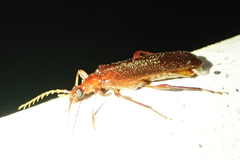 Dendroides ephemeroides