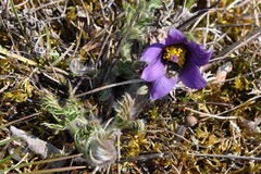 Pulsatilla vulgaris