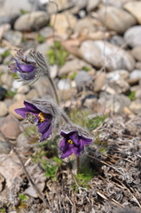 Pulsatilla vulgaris