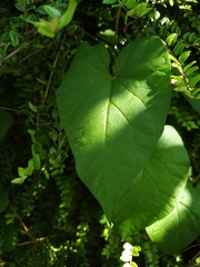 Calystegia silvatica