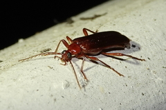 Dendroides ephemeroides