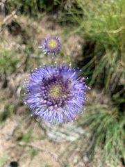 Jasione