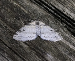 Lobophora nivigerata