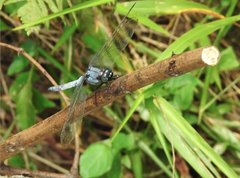 Orthetrum glaucum