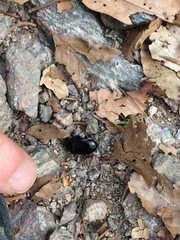 Abax ovalis