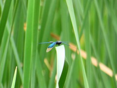 Rhyothemis fuliginosa