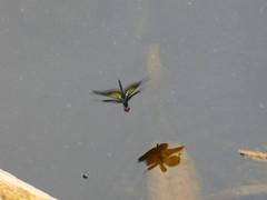 Rhyothemis fuliginosa