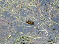 Rhyothemis fuliginosa