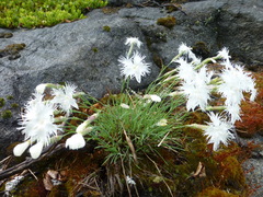Dianthus acicularis