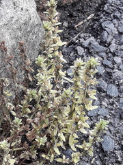 Veronica arvensis