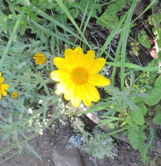 Eriophyllum lanatum integrifolium