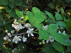 Rubus adenanthoides
