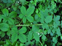 Rubus adenanthoides