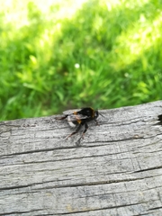 Bombus