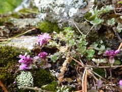 Thymus talijevii paucifolius