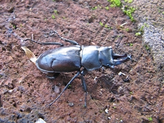 Prismognathus dauricus