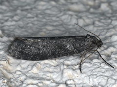 Conoeca guildingi