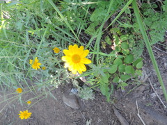 Eriophyllum lanatum integrifolium