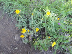 Eriophyllum lanatum integrifolium