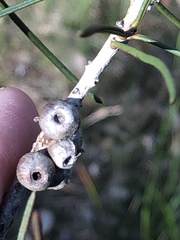 Melaleuca linearis acerosa