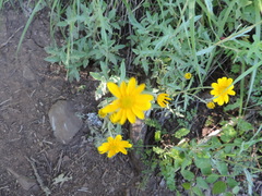 Eriophyllum lanatum integrifolium