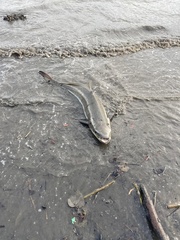 Rachycentron canadum