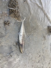 Rachycentron canadum