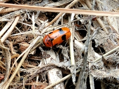 Clytra novempunctata