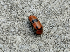 Clytra novempunctata