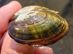 Alasmidonta undulata