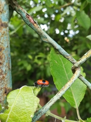 Clytra laeviuscula