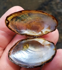 Alasmidonta undulata