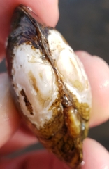 Alasmidonta undulata