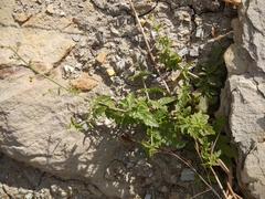 Scrophularia rupestris