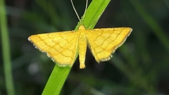 Idaea aureolaria