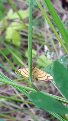 Idaea aureolaria