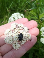 Oxythyrea funesta
