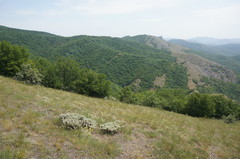 Astragalus arnacantha